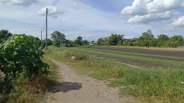 รหัส:  ด.0005 ประกาศขาย พื้นที่ดิน ที่ดิน บางเดื่อ ใกล้ถนนราชพฤกษ์ ตัดใหม่ ปทุมธานี area 11 ไร่ 1 Ngan 76 SQ.WA  8000000 - ที่สุดของความสบาย