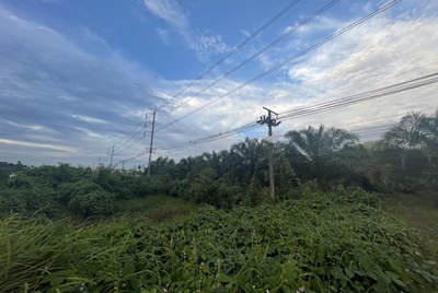 ที่ดินทำเลทองติดถนนสี่เลน อ.ถ่ำพรรณรา จ.นครศรีธรรมราช เป็นสวนปาล์ม  เนื้อที่ 8-1-9.3 ไร่ ราคาไร่ละ 2,500,000 บาท 