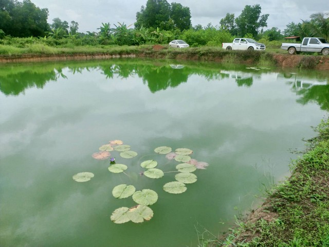 ต้องการขายที่ดินติดถนนคอนกรีต เขตตำบลกองดิน อ.แกลง จ.ระยอง แถมฟรีต้นทุเรียน 70 ต้น 