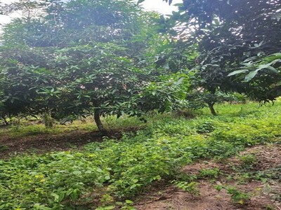 ขายที่ดินพนัสนิคม 1 ไร่ แปลงสวย พร้อมสวนมะม่วง นาเริก ชลบุรี