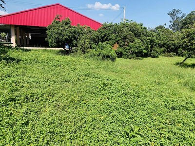 ขายที่ดินเปล่า 2งาน36ว.1.8ล. น้ำไม่ท่วม ต.ยางเนิ้ง สารภี เชียงใหม