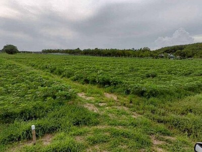 ขายที่ดิน 24ไร่ ที่ดิน สำหรับอุตสาหกรรม นิคมพัฒนา ระยอง (ผังสีม่ว