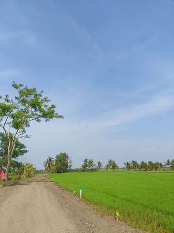 ขายที่ดินเปล่า ถูกมาก 1 ไร่ คลอง 12 หนองจอก กรุงเทพ