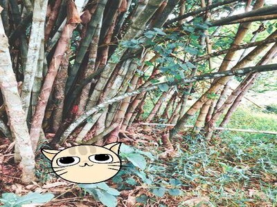 เช่าหรือซื้อยังไงก็คุ้ม  ที่ดินติดลำธาร น้ำมวบ ใสไหลฉ่ำตลอดปี จ.น