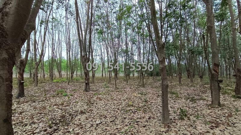 ขายที่ดิน เนื้อที่ 15-0-66.9 ไร่ แม่น้ำคู้ ปลวกแดง ระยอง ใกล้อ่างเก็บน้ำดอกกราย ล้อมรั้วไว้เรียบร้อย