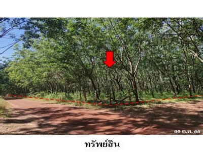 ขายที่ดินว่างเปล่า ต.วิศิษฐ์ อำเภอ เมืองบึงกาฬ จังหวัด บึงกาฬ