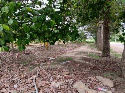 ขายที่ดินบ่อวิน ศรีราชา แปลงงาม ราคาดี ใกล้อีสเทิร์นซีบอร์ด