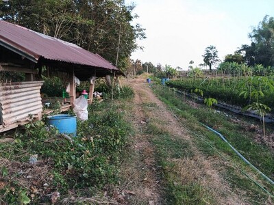 รีบหาที่ทางทำเกษตรพอเพียง  ขายที่ติดน้ำโขง ต.กุดบง โพนพิสัย หนองค