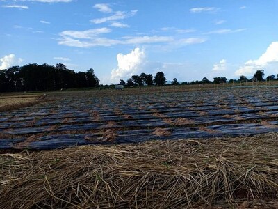 รีบหาที่ทางทำเกษตร ขายที่ติดแม่น้ำน่าน อ.ท่าวังผา น่าน 0968821857