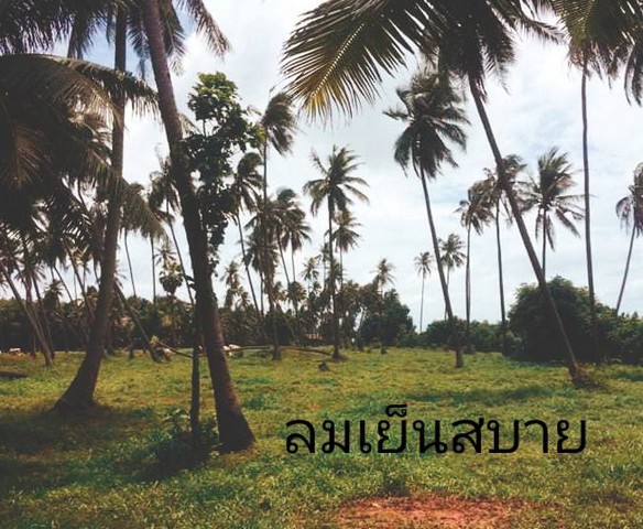 ที่ดินใกล้ชายหาดทะเล ทะเลฝั่งแดง บางสะพานน้อย  ประจวบ  แปลงเล็ก วาละ 6900 บาท หาดผาฝั่งแดง UNSEEN THAILAND 