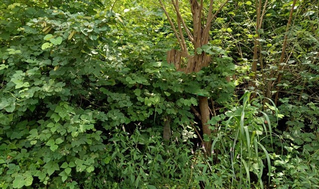 ขายที่ดินว่างเปล่า หมู่บ้านเขาค้อ แกรนด์ วิลล์ เพชรบูรณ์ (PKK01-10030)