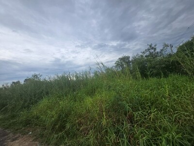 sss501 ขายที่ดิน คลอง 1รังสิต ใกล้โรงเรียนจารุศรณ์