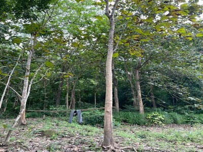 ขาย ที่ดินติดภูเขาเป็นเนินสวยเหมาะทำ poolvilla หรือร้านกาแฟ