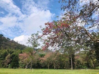 ที่ดินแบ่งขายกลางหุบเขาขนาดใหญ่ เพียง 4 แปลง ใกล้ม่อนแจ่ม แม่ริม