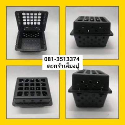 วิธีเลี้ยงปูทะเลในกล่อง ขายออนไลน์กล่องพลาสติกเลี้ยงปู สมุทรสงคราม พระราม2 จอมทอง