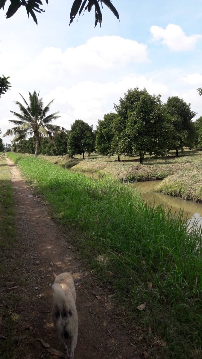 ขายที่สวน  หนองเสือ -ปทุมธานี  พื้นที่ 63-1-37 ไร่ ( 25,337 ตรว.)