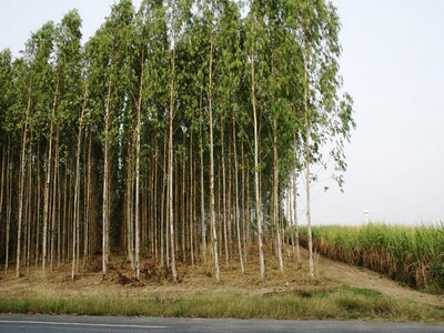 ขายที่สวนยูคาลิปตัส เนื้อที่ 20 ถึง 50 ไร่ ต.ลาดตะเคียน  จ.ปราจีน