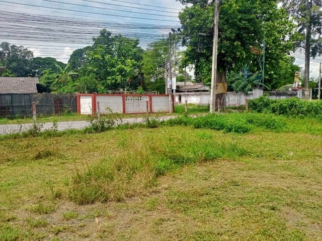 ขายยกผืน สันปูเลย  ดอยสะเก็ด  14,500,000 บาท        