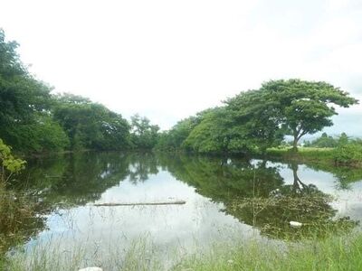 โซนสันกำแพง ขายที่นาไร่ละ 950,000 บาท 20 ไร่ ติดถนนสาธารณะ