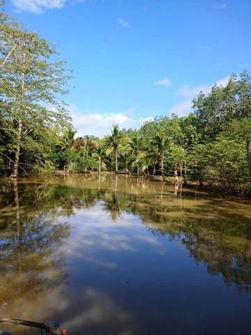 ขายที่ดินสวยสวนผลไม้สวนสักทอง และสวนยางพารา พร้อมเก็บเกี่ยวผลผลิต ที่ ต.ทรายขาว อ.สอยดาว จันทบุรี