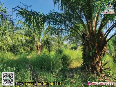 ขายสวนปาล์มให้ผลผลิตแล้ว ซื้อปุ๊บเก็บเกี่ยวได้ทันที