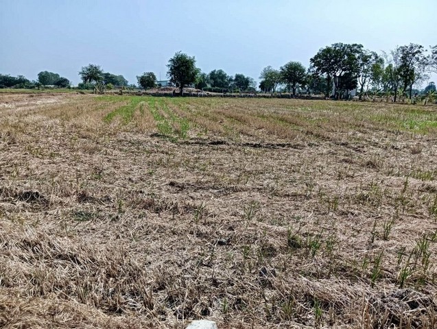 ขายด่วนที่ดินเกษตรเมืองสุพรรณ ที่สวยราคาถูก ใกล้แหล่งท่องเที่ยว เหมาะกับการทำการเกษตร