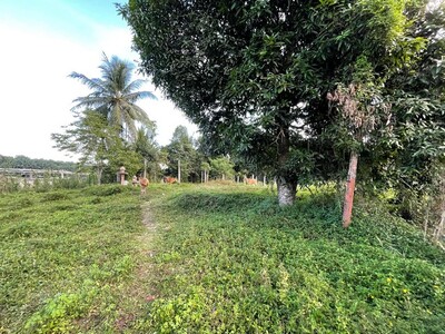 ขายที่ดิน หน้าสนามบินนานาชาติ นครศรีธรรมราช 