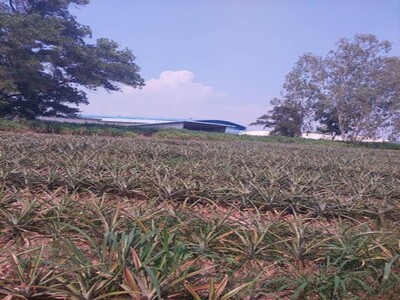 ขายที่ดินปลวกแดง ระยอง 