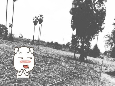 เช่าหรือซื้อยังไงก็คุ้ม ขายที่ติดแม่น้ำน่าน ต.โคกหม้อ ชุมแสง.นครส