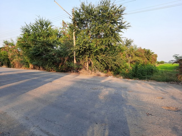 ขายที่ดินคลองเจ็ด 50ไร่ (หนองเสือ ฝั่งตะวันออก) จ.ปทุมธานี 