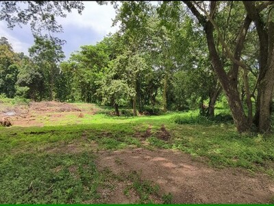 ที่ดินวิวภูเขา บ้านปง หางดง เชียงใหม่ บรรยากาศธรรมชาติ