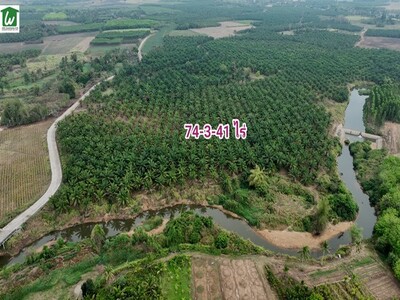 ขายที่ดินติดน้ำพร้อมสวนปาล์ม บ่อทอง ชลบุรี 74ไร่ ไร่ละ 790,000 