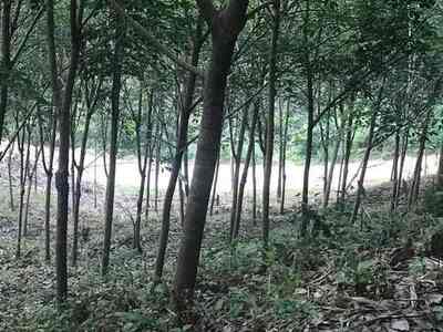 ขายด่วนที่ดิน วิวทะเล ทำเลสวย บรรยากาศดี เขาหลัก จังหวัดพังงา 