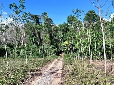 ขายที่ดินสวนยาง จังหวัดสตูล ทำเลธรรมชาติ เดินทางสะดวก ราคาพิเศษ