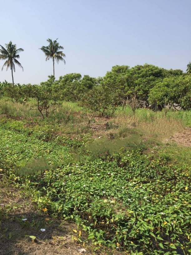 ขายที่ดินไร่ละ 2.5 ล้าน เนื้อที่ 6-3-87 ตรว. #โซนสารภี #แปลงสวยติดกับหมู่บ้านดีญ่าวาเล่ย์ #ถนนซุปเปอร์ #เหมาะสำหรับลงทุน