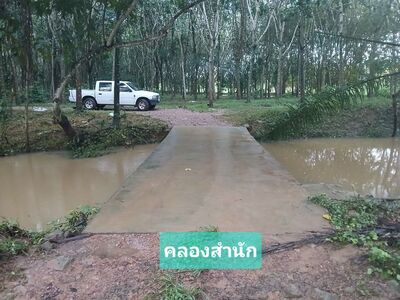 ขายสวนปาล์มน้ำมันและยางพารา ง อำเภอปะทิว จังหวัดชุมพร