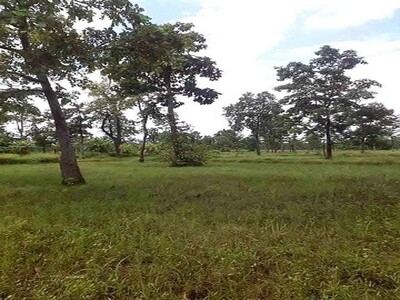 ขายที่ดินจังหวัดนครพนม ขายที่ดิน 43 ไร่ 3 งาน 80 ตรว​ 