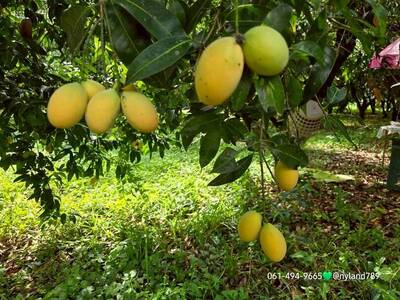 ขายที่สวน ใกล้รร.นายร้อยจปร. เดินทางง่าย ใกล้ชุมชน