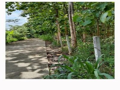 ขายยกแปลง 4.9 ล้าน 3-3-50 ตรว. สวนสักแปลงสวย สันทราย