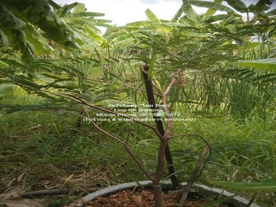 ขายที่ดินสวนผลไม้ ซ.แย้มผกา 2 (บางบอน 4) 236.60 ตร.ว. 5.9 ล้านบาท