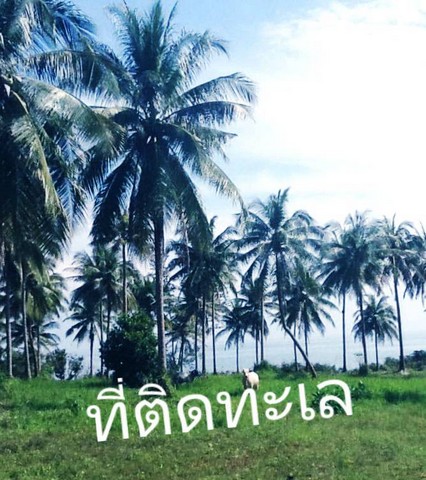 พร้อมขายที่วิวติดทะเลบางสะพานน้อยเหลือน้อยเต็มที  บางสะพานน้อย  ทะเลฝั่งแดง บางสะพานน้อย  ประจวบ  แปลงเล็ก วาละ 6900 บาท หาดผาฝั่งแดง UNSEEN THAILAND 