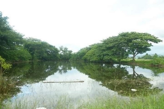 ขายที่นา  แม่ปูคา สันกำแพง  ไร่ละ  800,000 บาท      