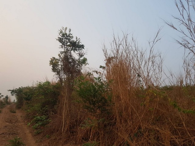 ฮวงจุ้ยดีรับปีมะโรงทรัพย์ดีสำหรับเจ้าของใหม่  ธรรมชาติเนินเขา ที่ดินโฉนดแบ่งขาย สวยๆ ท่ามกลางธรรมชาติหล่มเก่า ดินดีทำเกษตรงาม  ที่ดินดีสมบูรณ์ หล่มเก่า เพชรบูรณ์ ใกล้ภูทับเบิก โทร 0968821857