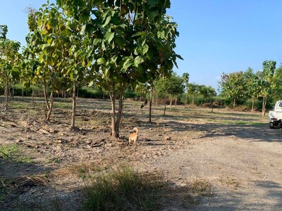 ขายที่ดินแบ่ง216ว. 756,000บ. บ้านสันทราย ต.บ้านธิ อ.บ้านธิ ลำพูน