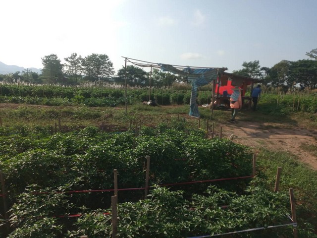 ที่ดินดีเพราะปลูกงามท่ามกลางธรรมชาติติดแหล่งน้ำสำคัญ น้ำน่านสายหลักเมืองเหนือ น้ำใสไหลรินตลอดปี  ตำบลศรีภูมิ อ.ท่าวังผา จ.น่าน 850000 บาท สวยมากวิวน้ำน่านฟ้าใสอากาศดี