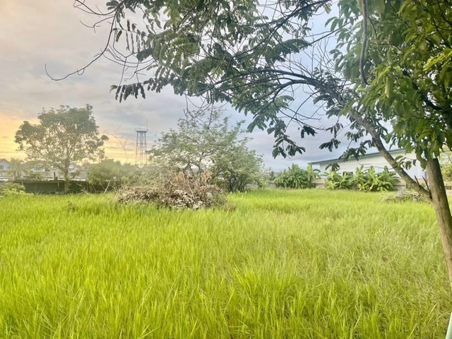 ที่ดินเปล่า ถมแล้ว  สี่เหลี่ยมสวย  สันผักหวาน หางดง ตรว.ละ15,000บาท