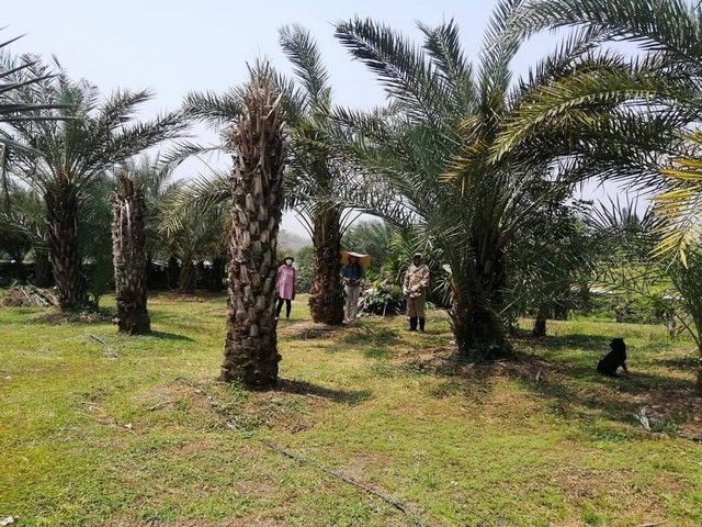 #ขายที่ดินสวนพร้อมบ้านพักตากอากาศ 3 หลัง   ต.ออนเหนือ อ.แม่ออน จ.เชียงใหม่