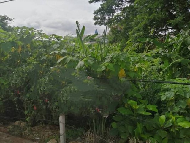 ขายที่ดิน 47 ล้าน 255 ตรว. #หนองประทีป #อำเภอเมือง มีตึก 3 ห้อง บ้านข้างหลัง 2 หลัง​
