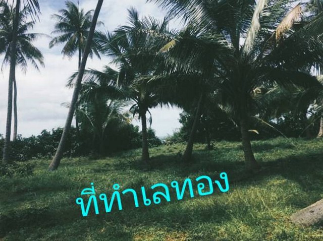 กุมภานี้มีทรัพยืดีมานำเสนอราคาต่อรองได้  ขายใกล้ทะเลขายถูกเหลือไม่กี่แปลง   หาดผาฝั่งแดง UNSEEN THAILAND 