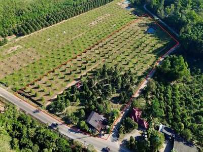  ขายที่ดินพร้อมสวนทุเรียน ติดถนนทางหลวงชนบทจันทบุรี 1028 